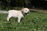 LABRADOR 1074